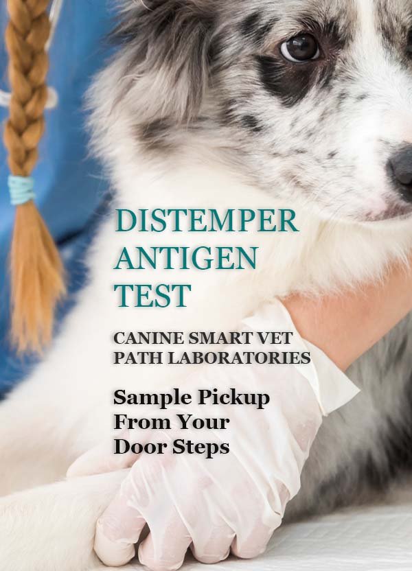 CANINE-DISTEMPER-ANTIGEN-TEST-CANIN-SMART-VET-PATH-LABORATORIES-min.jpg