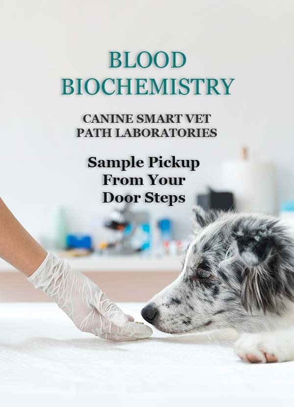 CANINE-SMART-VET-PATH-LABORATORIES-BB-min.jpg