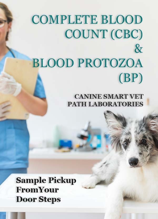 CANINE-SMART-VET-PATH-LABORATORIES-CBC-BP-min.jpg