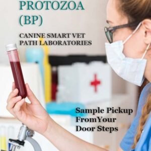 BLOOD PROTOZOA (BP) | CANIN SMART VET PATH LABORATORIES - Image 1