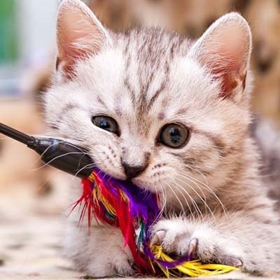 Cat Toys
