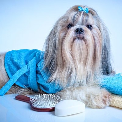 Dog Grooming Category The Pet Being