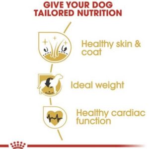 Royal Canin Cocker Adult Dry Dog Food thepetbeing