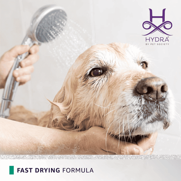 Golden Retriever being rinsed with shower head during bath using Hydra Groomers Moisturizing Shampoo – fast drying formula for dogs India
