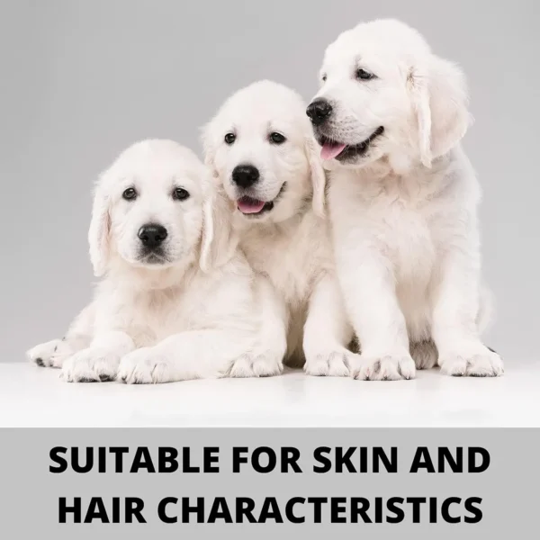 Three white Golden Retriever puppies sitting together – Forcans Long Coat Aloe Shampoo suitable for all skin and hair characteristics