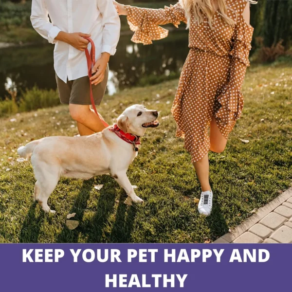 Couple walking a happy Labrador Retriever on a leash in a park – Forcans Long Coat Aloe Shampoo keeps pets happy and healthy with regular grooming
