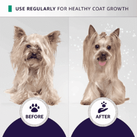 Before and after Yorkshire Terrier coat transformation using Hydra Groomers Moisturizing Shampoo – healthy coat growth with regular use