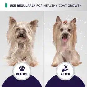 Before and after Yorkshire Terrier coat transformation using Hydra Groomers Moisturizing Shampoo 5L – healthy shiny coat growth with regular professional use