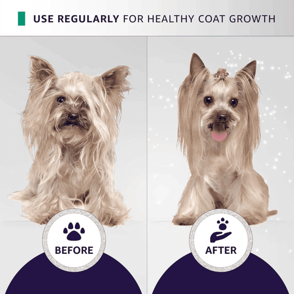 Before and after Yorkshire Terrier coat transformation using Hydra Groomers Moisturizing Shampoo – healthy coat growth with regular use