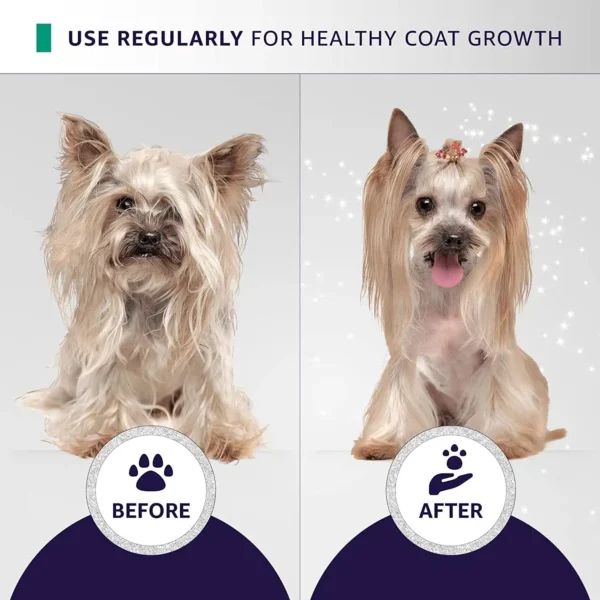 Before and after Yorkshire Terrier coat transformation using Hydra Groomers Moisturizing Shampoo 5L – healthy shiny coat growth with regular professional use
