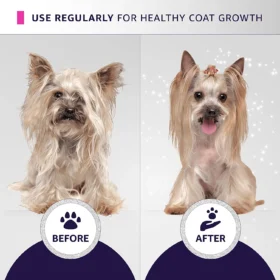 Before and after Yorkshire Terrier coat transformation using Hydra Groomers Odour Neutralizing Shampoo – fresh healthy coat growth with regular use