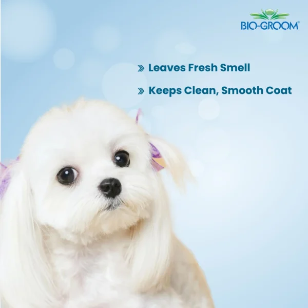 Beautifully groomed white Maltese dog with flower hair clip showing Bio-Groom Super White Shampoo results – leaves fresh smell and keeps coat clean and smooth