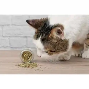 Gigo Premium Kashmiri Catnip 50ml
