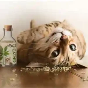 Gigo Premium Kashmiri Catnip 50ml