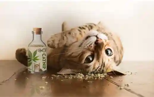 Gigo Premium Kashmiri Catnip 50ml
