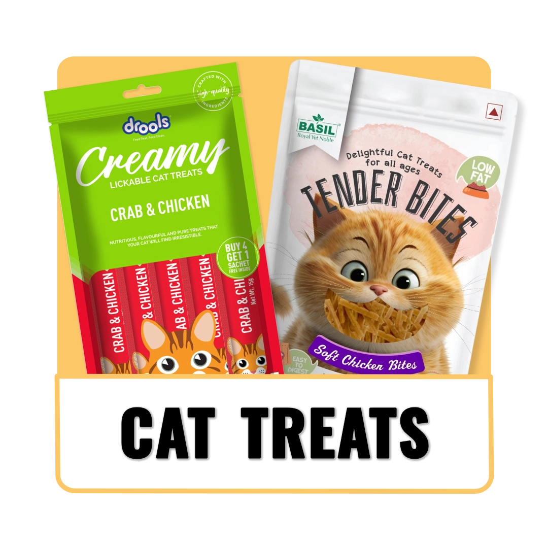 cat treats the pet being